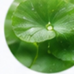 CICA ツボクサ（Centella）